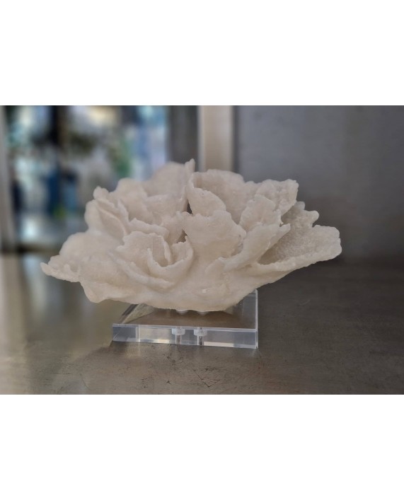 Dekoracija "Small White Coral"